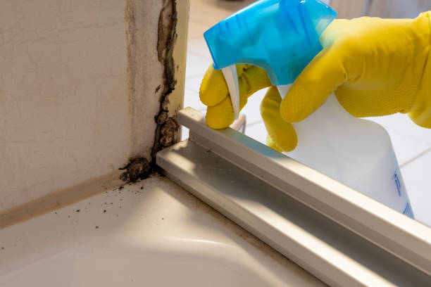 Best Emergency Mold Removal  in USA